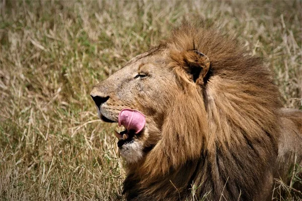 Close Shot Wild Lion Kenya — Stock Photo, Image