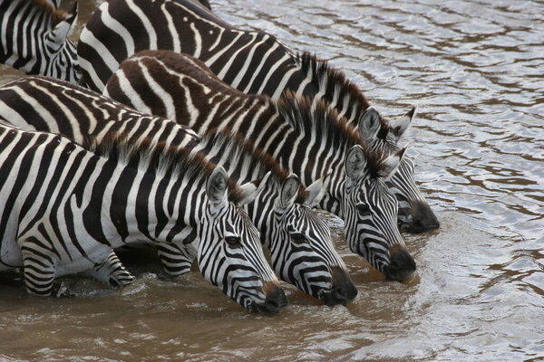 Zebras drinking in the river