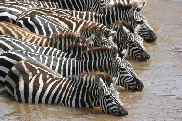 Zebragruppe Park — Stockfoto