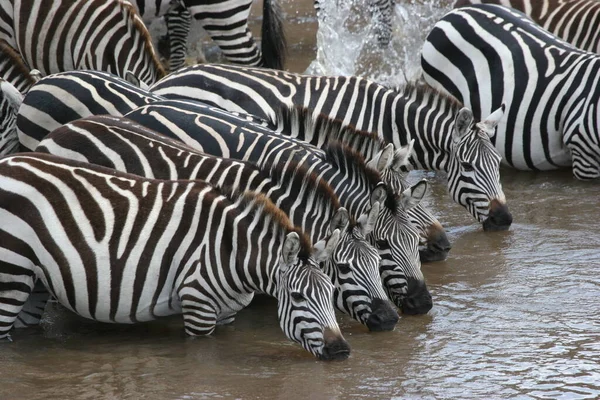 Zebragruppe Fluss Trinkt Wasser Einer Schlange — Stockfoto