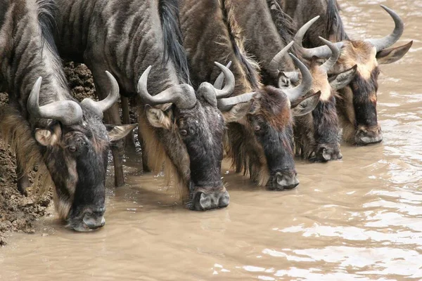 Nehirde antiloplar içiyor.