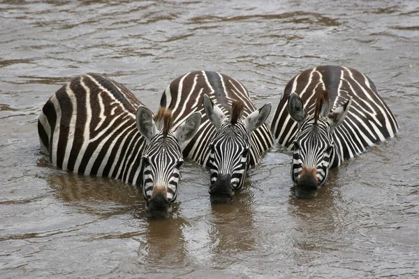 Groupe Zèbres Dans Réserve Chasse Moremi Delta Rivière Okavango Parc — Photo