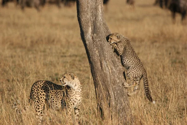 Afrika Daki Çita Savannah Kenya — Stok fotoğraf