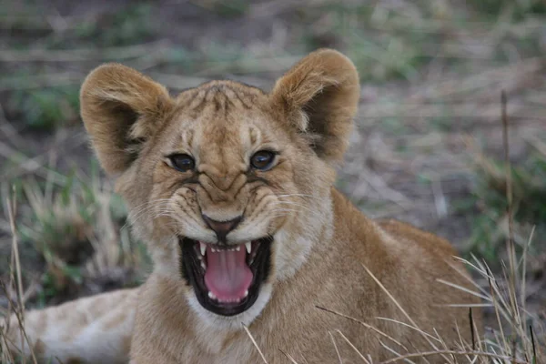Zbliżenie Dzikiego Lwa Kenii — Zdjęcie stockowe