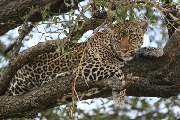 Kenya, Afrika 'daki vahşi leoparı yakından çek