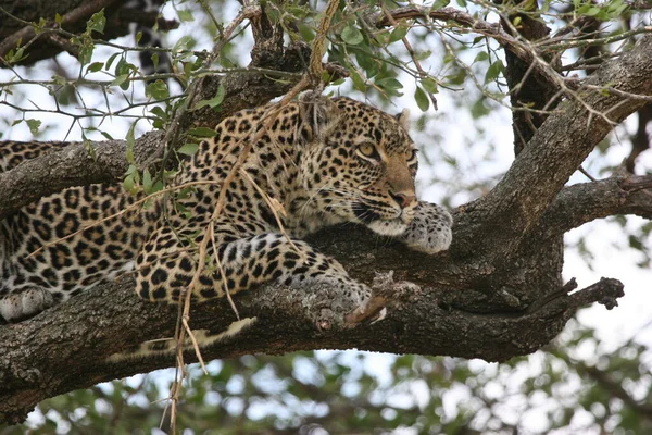 Feche Tiro Leopardo Selvagem Quênia África — Fotografia de Stock