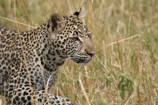 Kenya Afrika Daki Vahşi Leoparı Yakından Çek — Stok fotoğraf