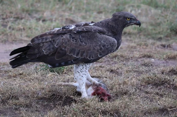 Águila Marcial Con Una Muerte Suelo — Foto de Stock