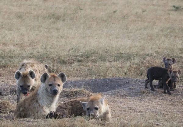 Sırtlanlar kameraya bakıyor.