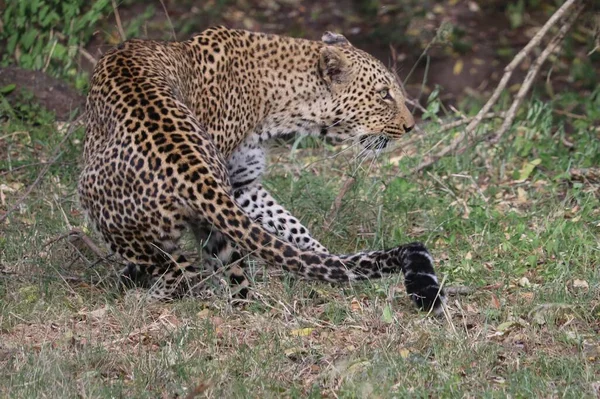 Közelkép Vad Leopárdról Kenyában Afrikában — Stock Fotó