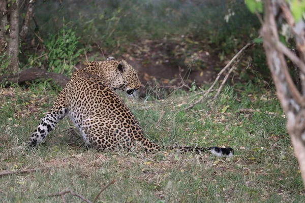 Közelkép Vad Leopárdról Kenyában Afrikában — Stock Fotó