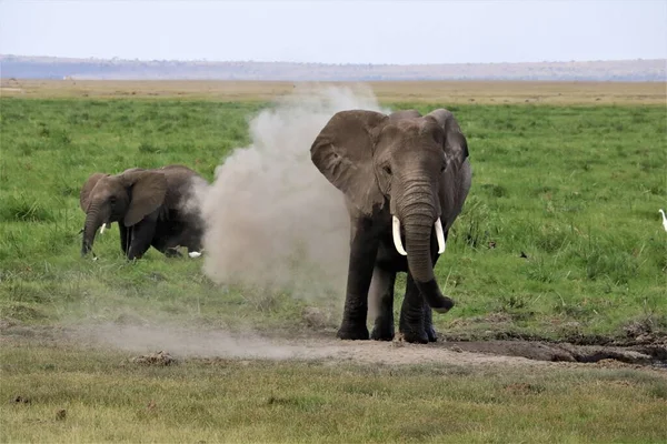 Vue Journalière Groupe Éléphants Kenya Afrique — Photo