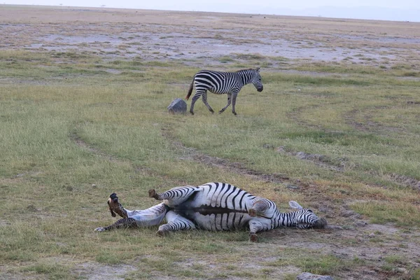 Grupa Zebr Masai Mara Tanzania — Zdjęcie stockowe