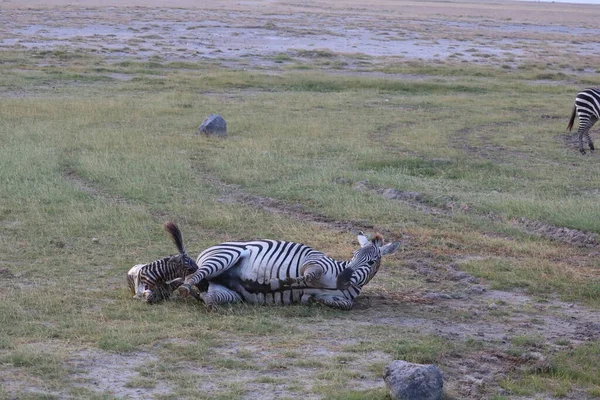 Eine Gruppe Von Zebras Masai Mara Tansania — Stockfoto