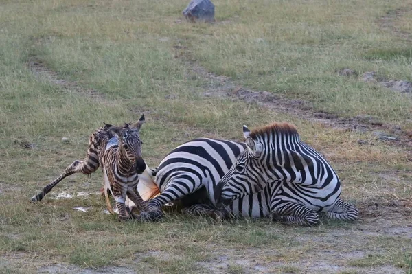 Groupe Zèbres Masai Mara Tanzania — Photo