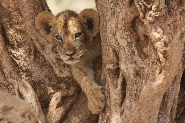 Young lioness walking — Stock Photo, Image