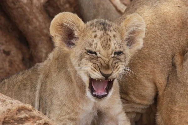 Young lioness walking — Stock Photo, Image