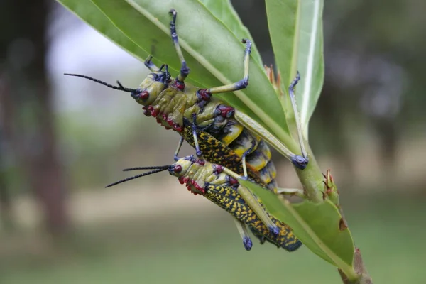 # Ağacın dalında süt çekirgeleri #