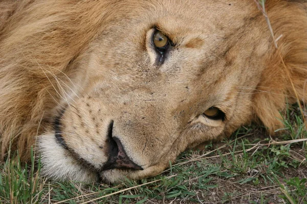 Feche Tiro Leão Selvagem Quênia — Fotografia de Stock
