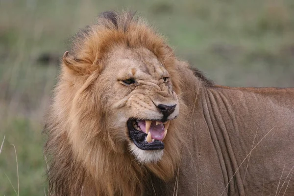 Cerrar Tiro Del León Salvaje Kenia — Foto de Stock