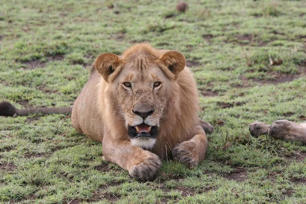 Kenya Nın Vahşi Aslanını Yakından Çek — Stok fotoğraf