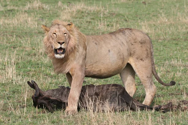 Leão Masculino Com Uma Matança Fresca Close Shot — Fotografia de Stock