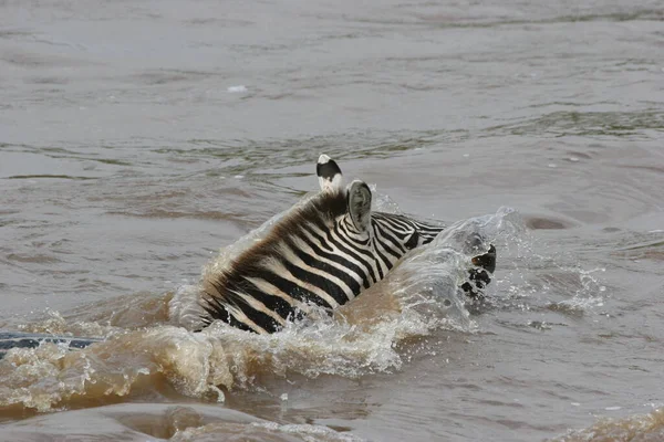 Suda Yüzen Bir Zebra — Stok fotoğraf