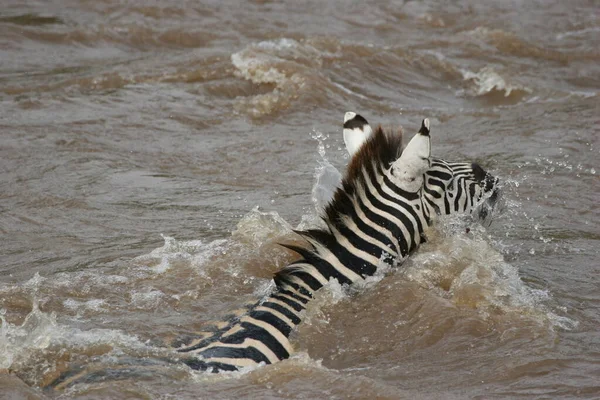 Suda yüzen bir zebra. 