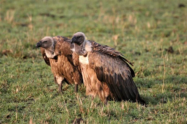 Abutre Parque Nacional Masai Mara Kenya — Fotografia de Stock