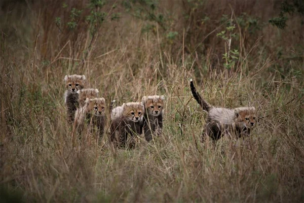 Çita anne yavruları tımar ediyor. — Stok fotoğraf