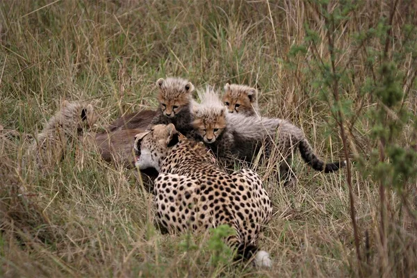 Chita mãe grooming filhotes — Fotografia de Stock