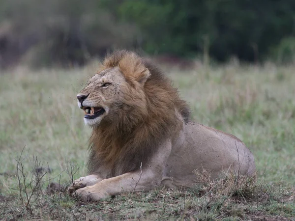 Zbliżenie Dzikie Lwy Kenii — Zdjęcie stockowe