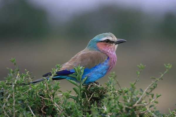 Kuşu yakından çek.