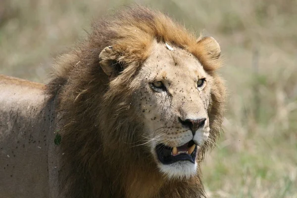 Zbliżenie Dzikie Lwy Kenii — Zdjęcie stockowe
