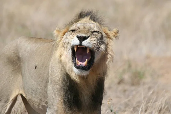 Kenya Nın Vahşi Aslanlarını Yakından Çek — Stok fotoğraf