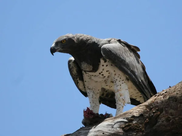 독수리를 죽이는 호신술사 — 스톡 사진