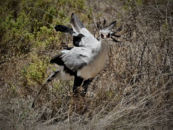 Een Grote Witte Ooievaar Zijn Habitat — Stockfoto