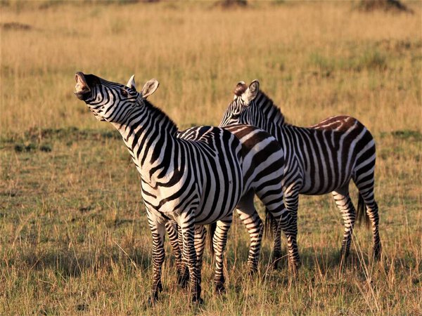 A group of zebras in masai mara tanzania