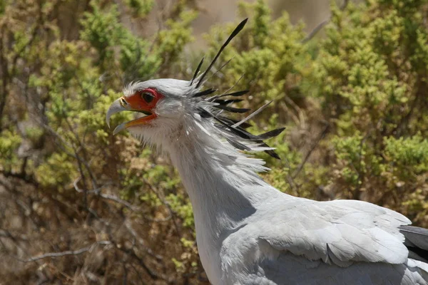 Bir sekreter kuşunun kafasını kapat.