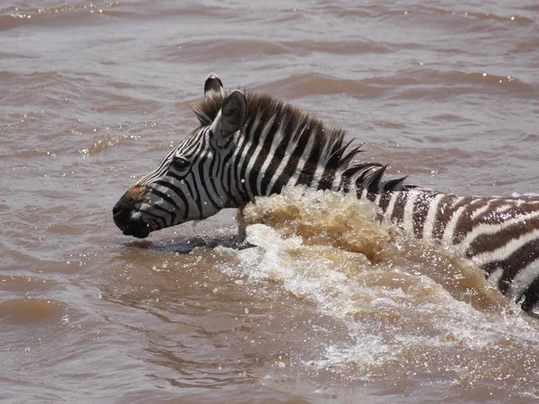 Suda Yüzen Bir Zebra — Stok fotoğraf