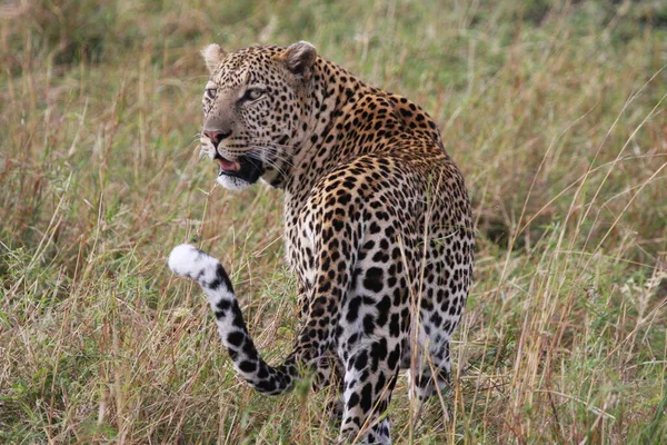 Zblízka Záběr Divokého Leoparda Keni Afrika — Stock fotografie