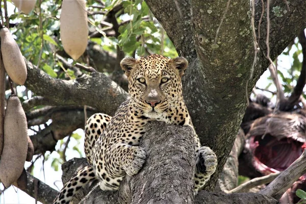 Feche Tiro Leopardo Selvagem Quênia África — Fotografia de Stock