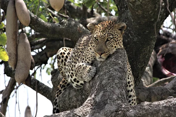 Kenya Afrika Daki Vahşi Leoparı Yakından Çek — Stok fotoğraf