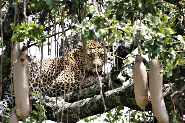 Foto Ravvicinata Leopardo Selvatico Kenya Africa — Foto Stock