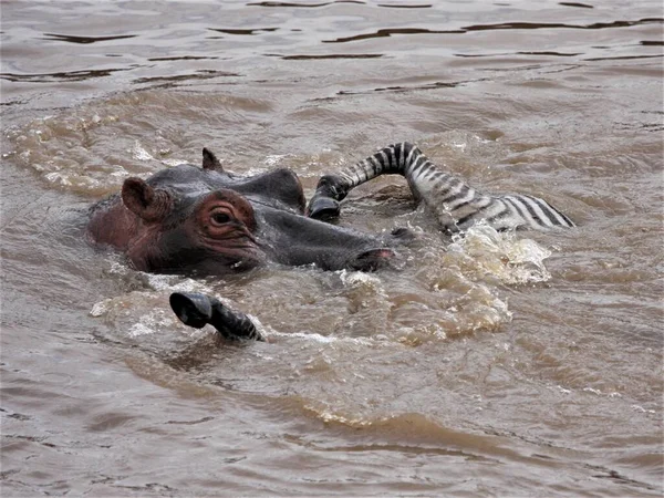 Suda Aygırı Ağzında Bebek Zebra Var — Stok fotoğraf