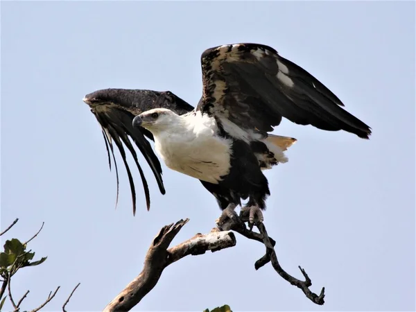 Énorme Aigle Assis Sur Branche — Photo