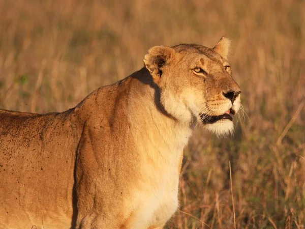 Close Shot Wild Lions Kenya — Stock Photo, Image