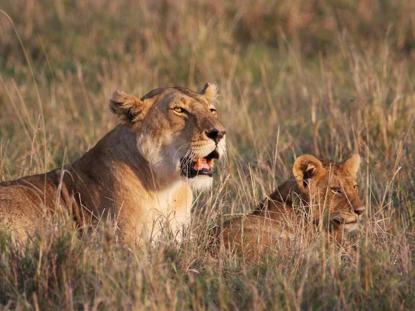 Close up shot of group of lions of Kenya