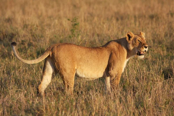 Close Shot Wild Lions Kenya — Stock Photo, Image