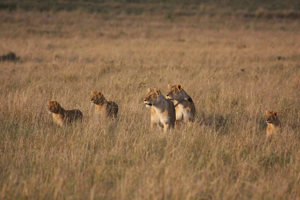 Kenya Aslanları Grubuna Yakın Çekim — Stok fotoğraf